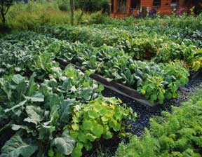 The vegetable beds.