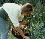 Veronica picking herbs.